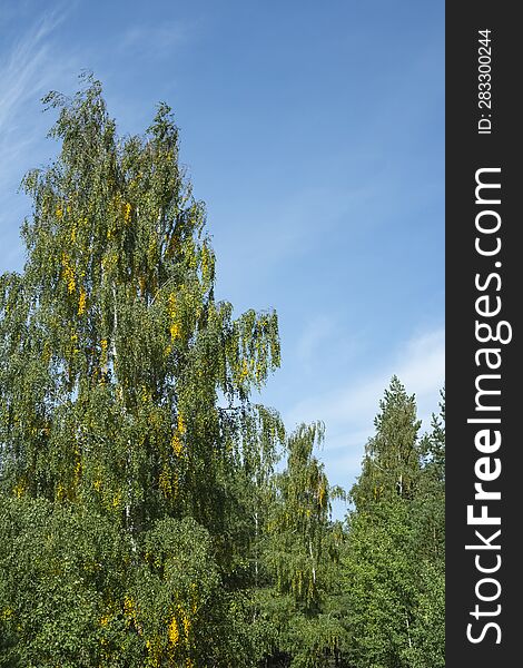 Dense birch in early autumn background.