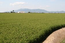 Rice Fields Of The Ebro Delta, Tarragona, Spain. Stock Images