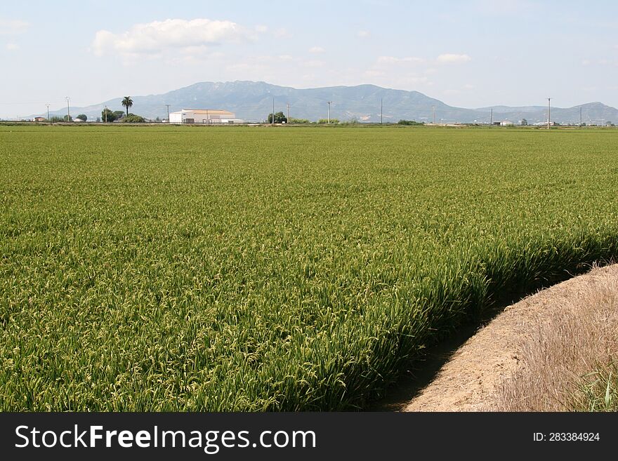 Rice Fields Of The Ebro Delta, Tarragona, Spain.