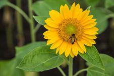 Sunflower And Working Bee Royalty Free Stock Photo