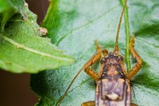 Cricket Royalty Free Stock Photos Cricket Royalty Free Stock Photos