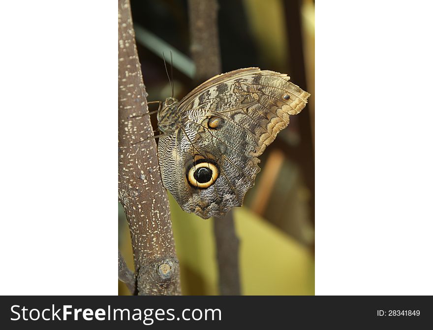 Beautiful butterfly sitting on a branch. Beautiful butterfly sitting on a branch