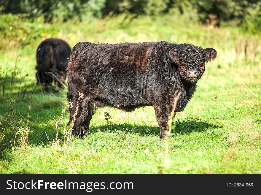 Galloway cattle staying and eating grass