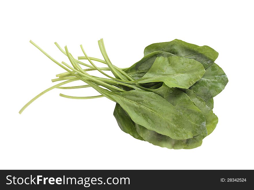 Fresh bunch of organic spinach  on white background