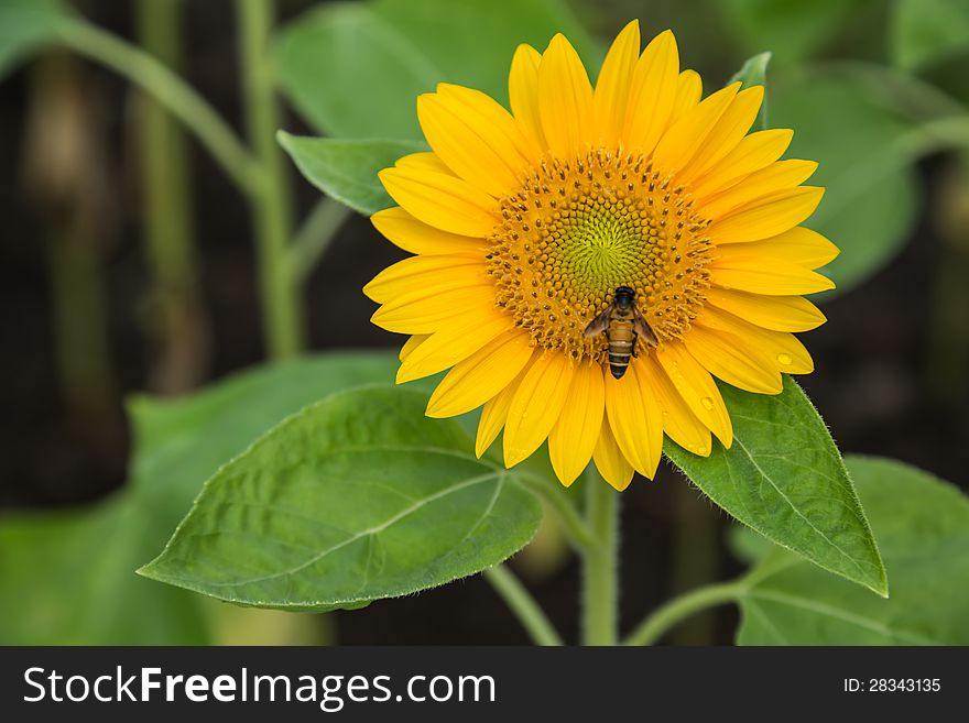 Sunflower and working bee in the park