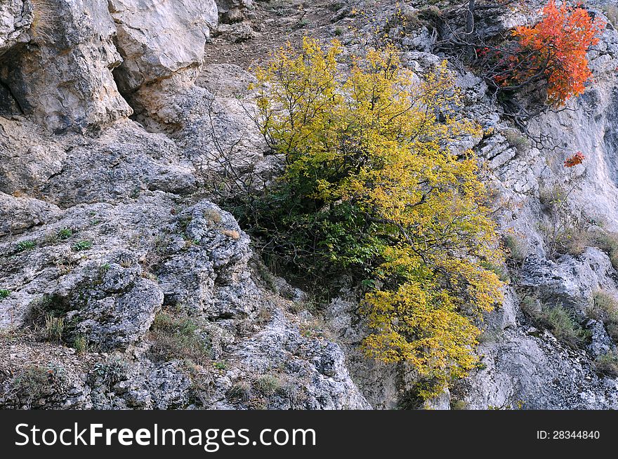 Yellow and red plants in the Balkan Mountains in the fall