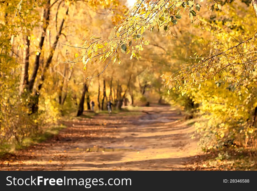 Dirt road in autumn forest. Dirt road in autumn forest