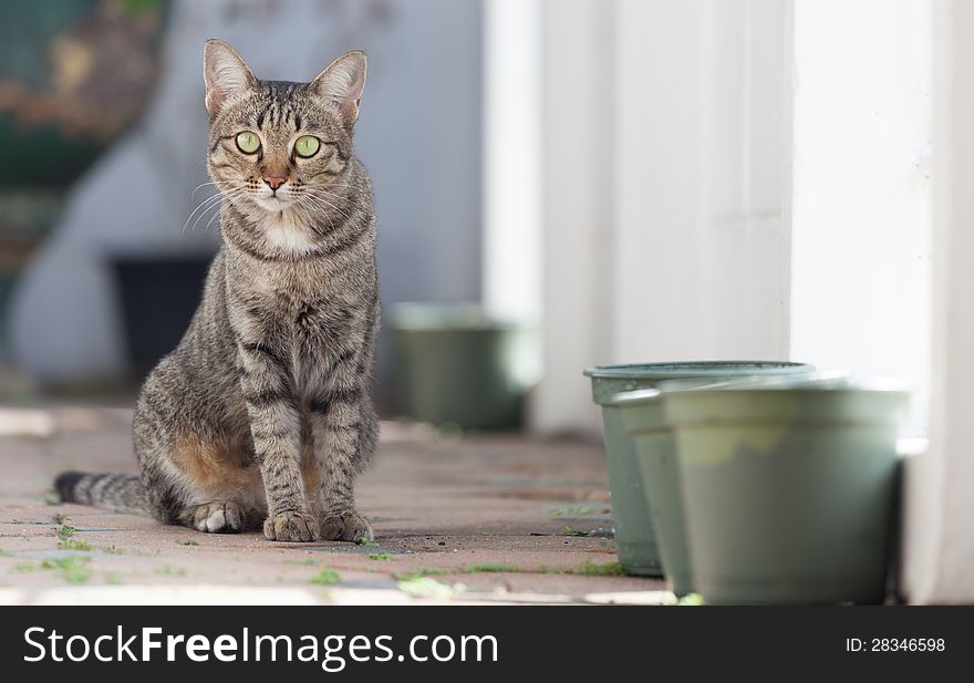 Thai Cat Looking Toward You