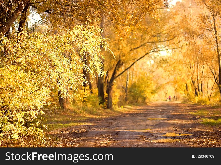 Dirt road in autumn forest. Dirt road in autumn forest