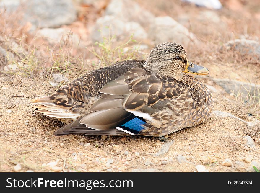 Side view of a female mallard duck sitting on a stony shore – horizontal orientation. Side view of a female mallard duck sitting on a stony shore – horizontal orientation