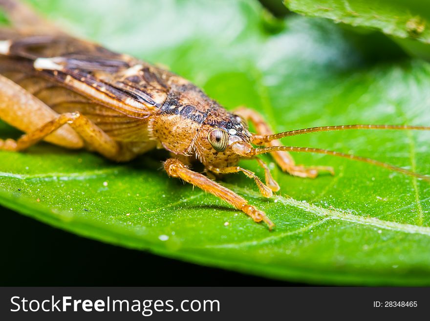 Close up of cricket on green leaf