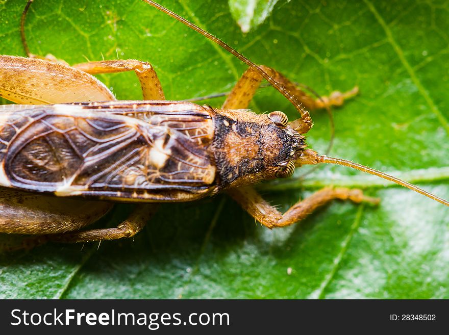 Close up of cricket on green leaf