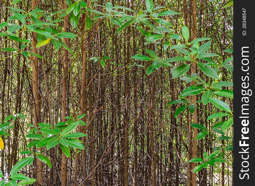 Background of young mangrove forest with green leafs