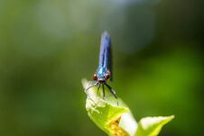 Free Dragonfly On A Branch In The Park Royalty Free Stock Images - 283426459