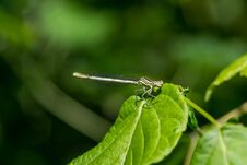 Free Dragonfly On A Branch In The Park Stock Images - 283426464