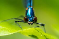 Free Dragonfly On A Branch In The Park Royalty Free Stock Photo - 283426465