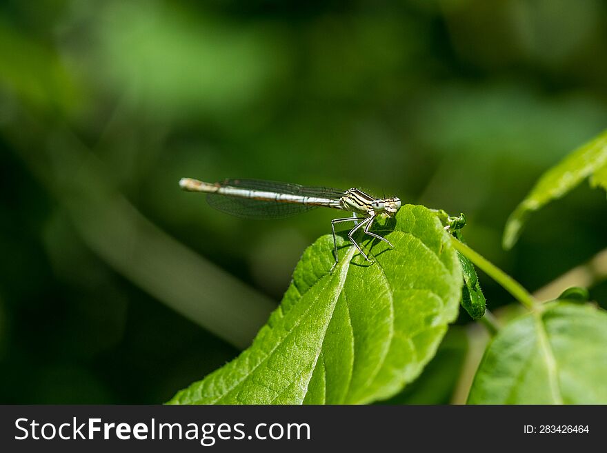 Dragonfly on a branch in the park