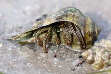 Shy Hermit Crab Hiding Inside His Shell On The Beach Stock Image