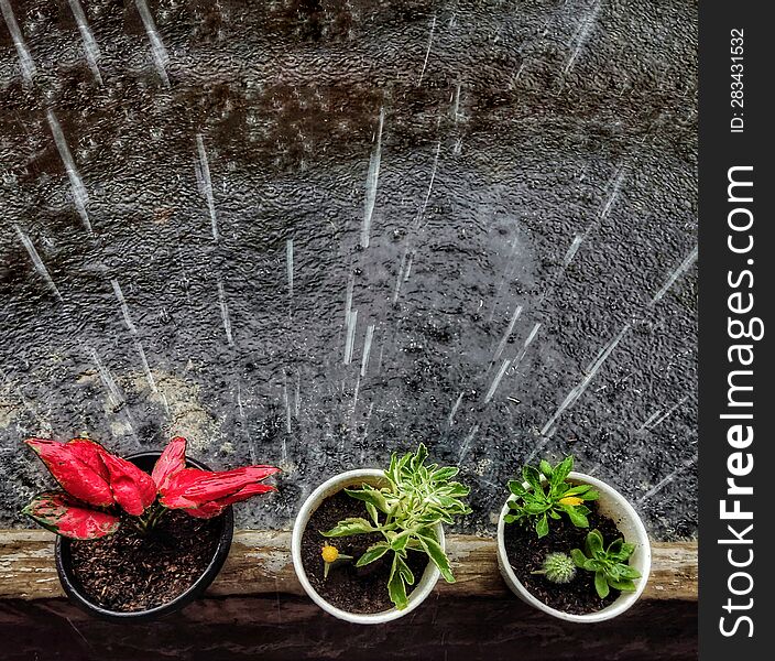 succulent and aglaonema when it rains