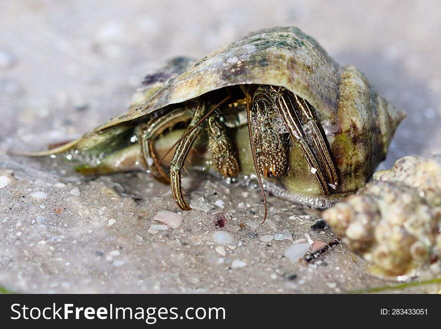 Shy Hermit Crab Hiding Inside His Shell On The Beach