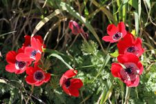 Red Anemones Stock Images