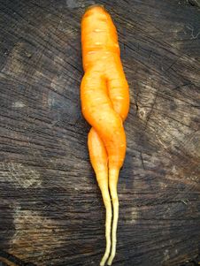 Unusual Carrot Lying On A Stub Stock Photography