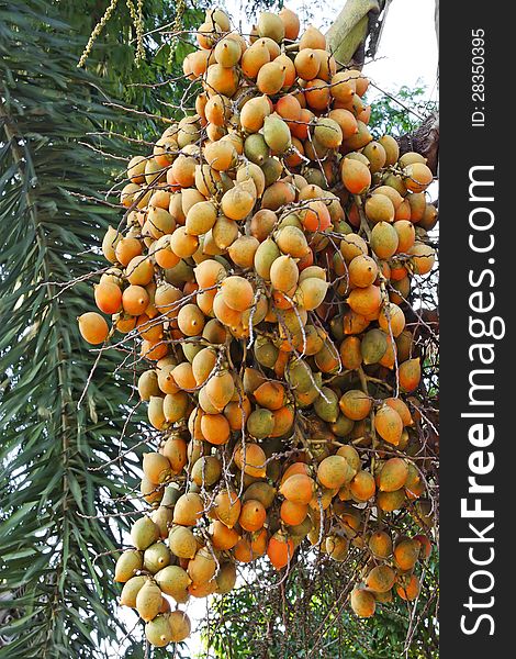 Areca Yellow.