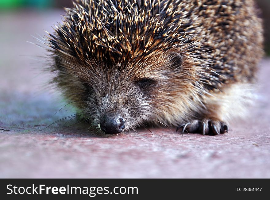 Hedgehog Close Up