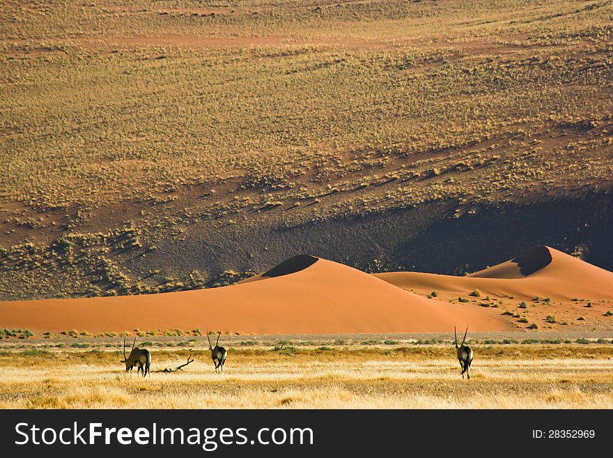 Sand dune in Namib-Naukluft National Park, Namibia