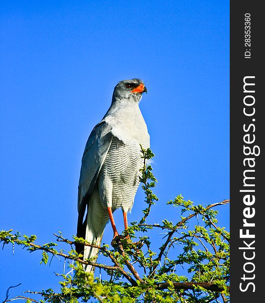 Pale chanting goshawk in Etosha National Park Namibia