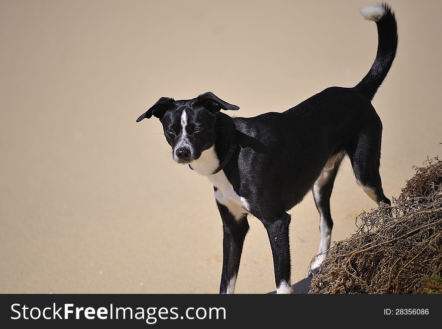 Black and white dog on blurred background. Black and white dog on blurred background