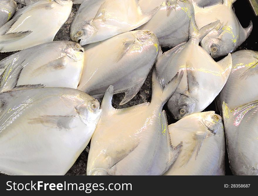 The silver pomfrets are commonly caught in South-East Asian sea-water and other part of regions that share tropical zones. these fish have an oval shaped body with forked tail fins. the fish are silver in colour.