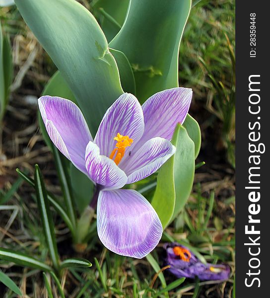 The purple crocus between lives