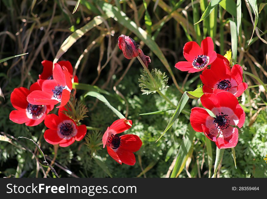 Red anemones in the grass