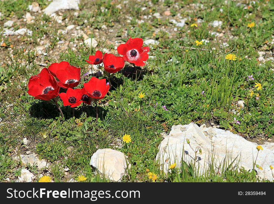 Red anemones between rocks and grass