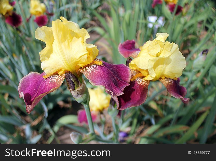 Two yellow-purple irises in flower bed. Two yellow-purple irises in flower bed