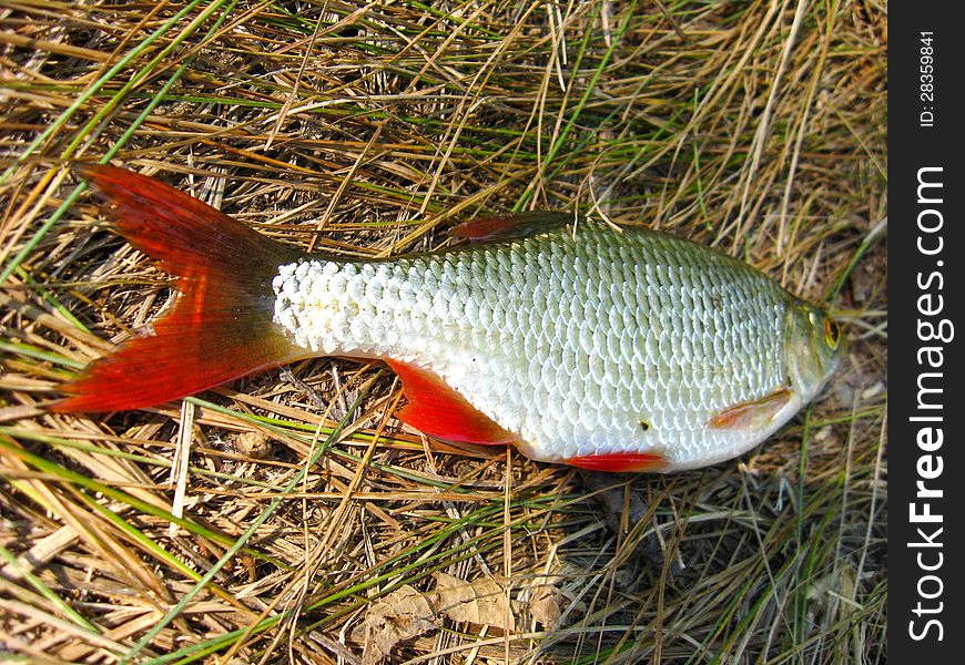 The image of beautiful caught rudd laying on a grass. The image of beautiful caught rudd laying on a grass