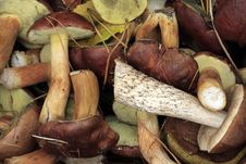 Mushrooms Royalty Free Stock Photos Mushrooms Royalty Free Stock Photos