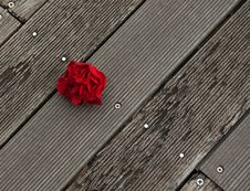Falling Rose Bloom Royalty Free Stock Photos Falling Rose Bloom Royalty Free Stock Photos