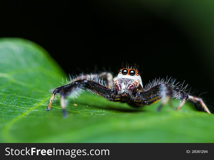 Male Telamonia Dimidiata jumping spider