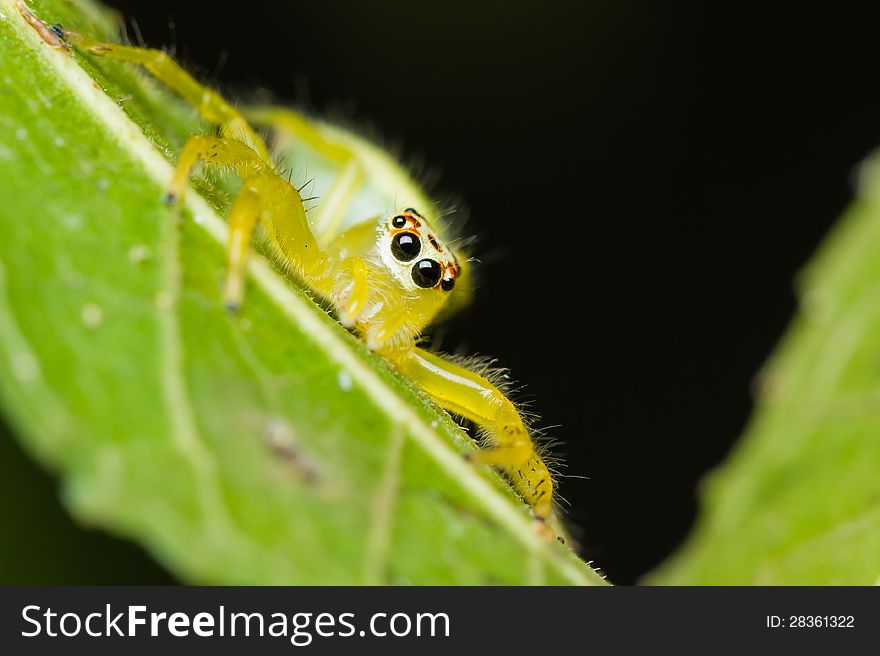 Epocilla calcarata jumping Spider on green leaf. Epocilla calcarata jumping Spider on green leaf