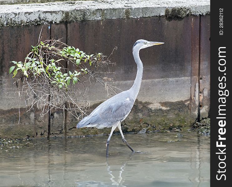 Detail of tuscan nature oasis named massaciuccoli