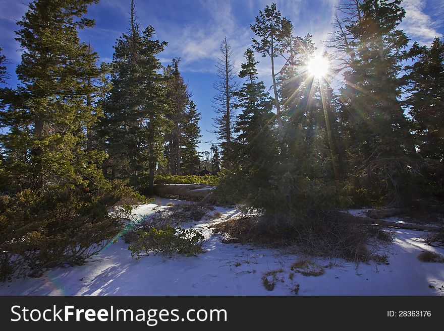 Rays through trees in Bryce Canyon