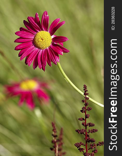 The scarlet flower on meadow