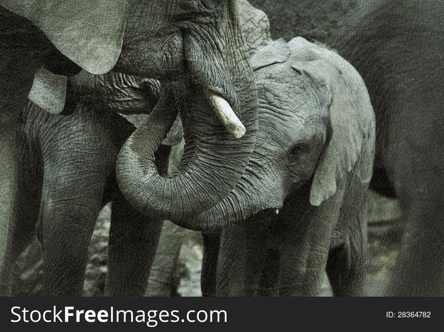 African  Elefant with a young Baby. African  Elefant with a young Baby