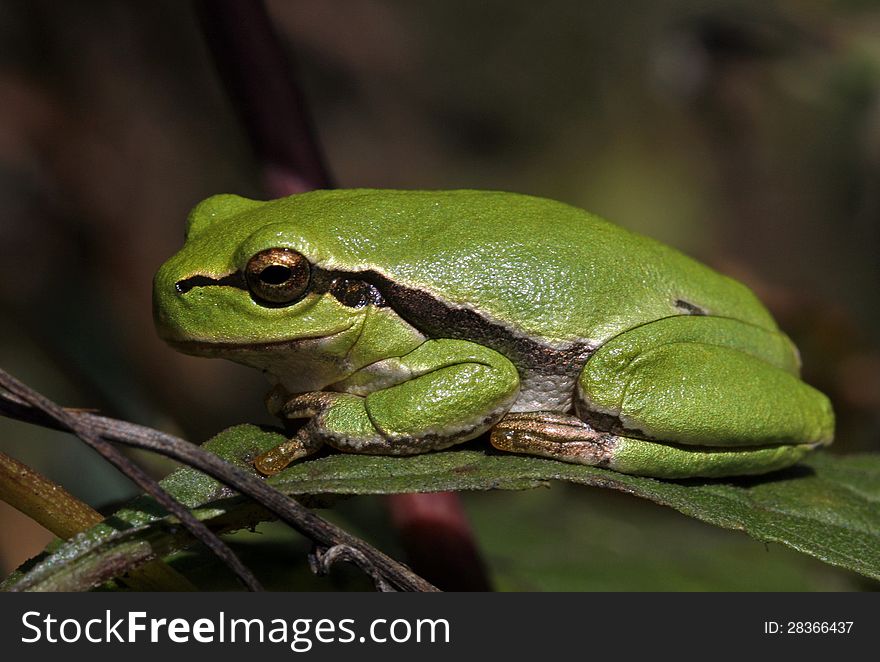 Green tree frog sitting on the twig