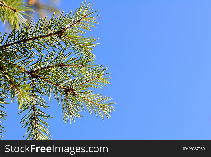 Christmas tree branch isolated on clear blue sky. Christmas tree branch isolated on clear blue sky