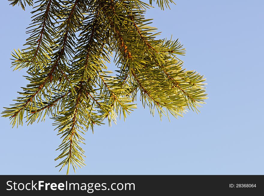 Christmas tree branch isolated on clear blue sky