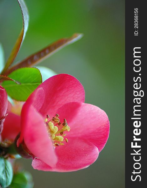 Detail of a Quince flower. Detail of a Quince flower.