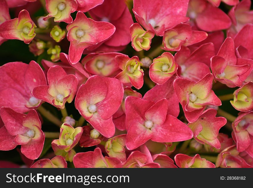Flowers of a pink Hydrangea.